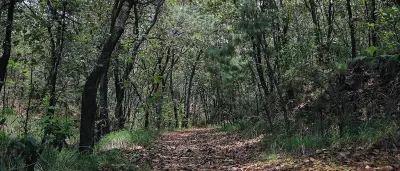 Guadalajara ofrece 13 bosques urbanos gratuitos para vacaciones de Semana Santa