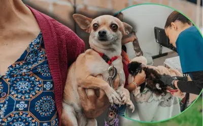 Guadalajara ofrece esterilización gratuita para mascotas este fin de semana