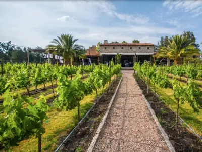 Guanajuato Lidera el Medallero Nacional en el Concurso Internacional Bacchus Madrid 2026