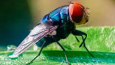 Gusano Barrenador: Identifica la Mosca Parasitaria y Actúa ante una Larva