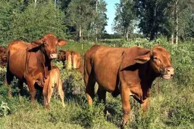 Gusano barrenador llega a Coahuila; alertan por ganado