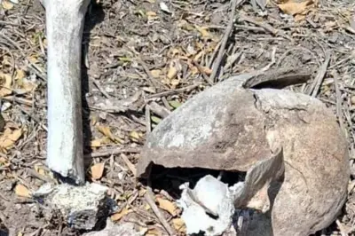Hallan restos óseos en tres puntos de Tamaulipas, vinculados a violencia