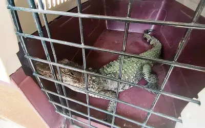 Impunidad en la venta de fauna exótica en redes sociales persiste en México