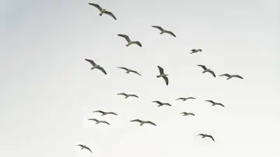 Increíble parvada de aves cubre el cielo de Oaxaca en espectáculo natural