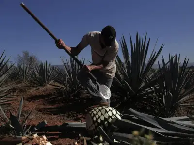 Iniciativa busca certificar oficios tradicionales de Jalisco como jimadores y birrieros