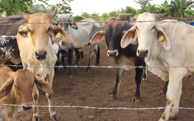 Jalisco intensifica sistema de trampeo para combatir el gusano barrenador del ganado