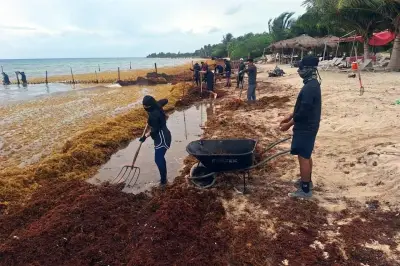 Marina recolecta 16 mil toneladas de sargazo en Quintana Roo