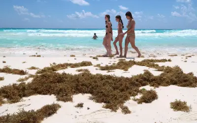 Marina recolecta más de 16 mil toneladas de sargazo en costas de Quintana Roo