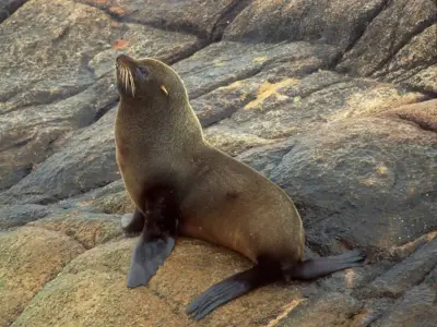 Mercurio en ecosistemas marinos: impacto y monitoreo en mamíferos marinos