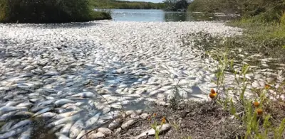 Mezcla de agua dulce y salada causa mortandad masiva de peces en Tamaulipas y Veracruz