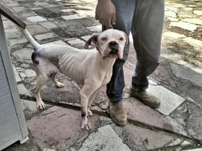 Multas de hasta 35 mil pesos por maltrato animal en Edomex