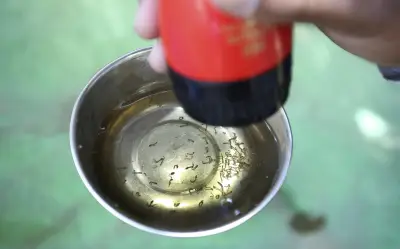 México implementa IA para combatir dengue con algoritmo que automatiza conteo de huevos