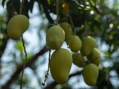 México proyecta exportar más de 350 mil toneladas de mango a EE.UU. para 2026