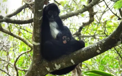 Nace tercera cría de mono araña en Chiapas, especie considerada extinta hace 30 años