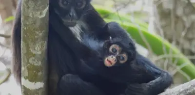 Nace tercera cría de mono araña en el Cañón del Sumidero, consolidando su recuperación