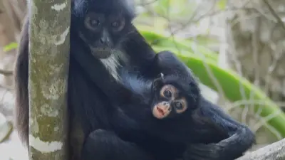 Nace tercera cría de mono araña en el Cañón del Sumidero, un hito para la conservación en Chiapas