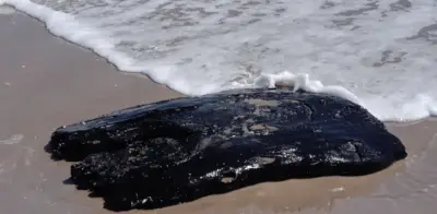 Nuevo hallazgo de chapopote en Playa Bagdad amenaza zona de anidación de Tortuga Lora