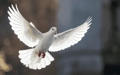 Paloma blanca en casa: significado espiritual y simbolismo