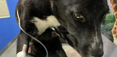 'Panchito', perrito atropellado y lleno de pulgas, lucha por sobrevivir