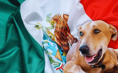 Perro Caramelo es reconocido oficialmente como raza mexicana por Propaem