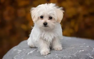 Perros que no crecen: razas miniatura ideales para departamentos