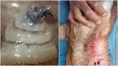 Perros: Segunda Especie Más Afectada por Gusano Barrenador en México; Claves para Identificar la Infestación