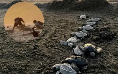 Profepa investiga presunto saqueo de huevos de tortuga en santuario de Oaxaca