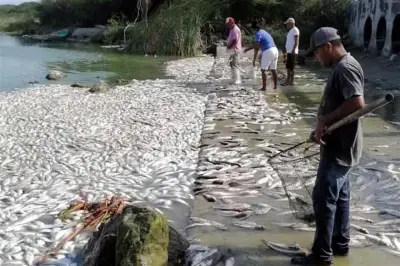 Reportan mortandad masiva de peces en el sur de Tamaulipas por contaminación