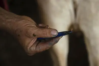 Reportan primer caso de gusano barrenador en Nuevo León; activan protocolos sanitarios