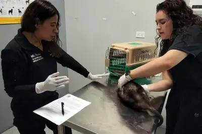 Rescatan 36 animales en Santa Catarina: perros, gatos y aves en situación de abandono