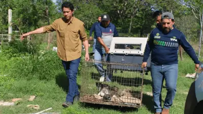 Rescatan a 40 animales en abandono crítico en predio de Yucatán tras denuncia ciudadana
