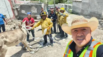 Rescatan a burrita embarazada de fosa sanitaria en Saltillo