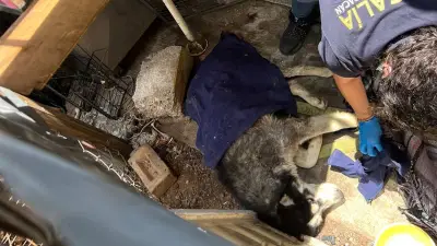 Rescatan a husky abandonado en Morelia con gusano barrenador