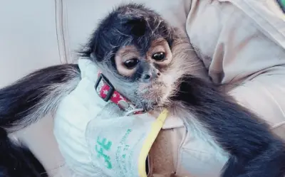 Rescatan a mono araña tras descarga eléctrica en Guadalajara