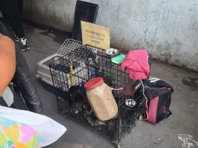 Rescatan a seis animales que eran vendidos ilegalmente en la Glorieta de los Insurgentes