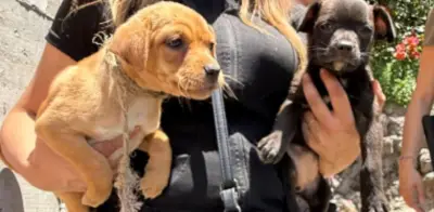 Rescatan a siete perros abandonados y desnutridos en Naucalpan, Estado de México