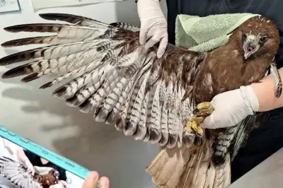 Rescatan a un halcón y su huevo en Escobedo, Nuevo León, tras caída de nido