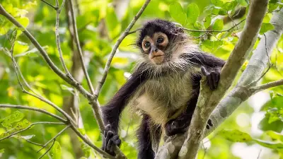 Rescatan mono araña en Guadalajara; suman tres casos en Jalisco