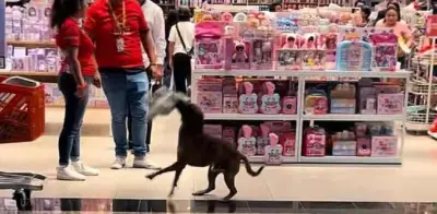 Se unen para comprar peluche a perrito callejero en Mérida