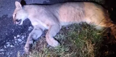 Segundo puma atropellado en carretera Saltillo-Monclova en menos de dos semanas