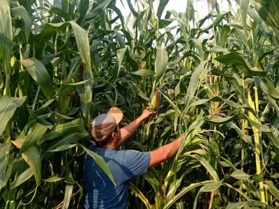 Sembrando Vida rescata 54 razas de maíz nativo con Parcelas Agroecológicas