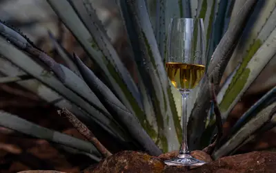 Senado de México aprueba el 24 de julio como Día Nacional del Tequila