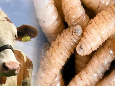 Senasica lanza campaña contra Gusano Barrenador en 11 lenguas indígenas