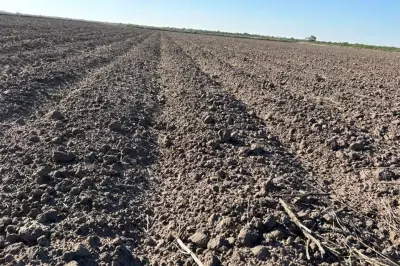 Tamaulipas enfrenta crisis agrícola: Miles de hectáreas quedan sin sembrar