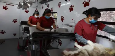 Tecámac refuerza esterilización gratuita y anuncia albergue temporal para animales