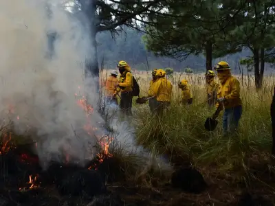 Teléfono Rojo de Edomex: Línea vital contra incendios forestales