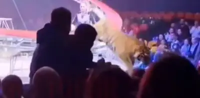 Tigre escapa en circo ruso y salta al público durante función, desatando pánico generalizado