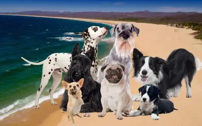 Top 7 playas en Jalisco para perros: Puerto Vallarta y Costalegre