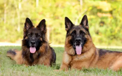 Top de razas de perros más inteligentes del mundo: ranking y consejos