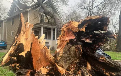 Tormentas eléctricas causan caos en Michigan: árboles caídos y daños estructurales
